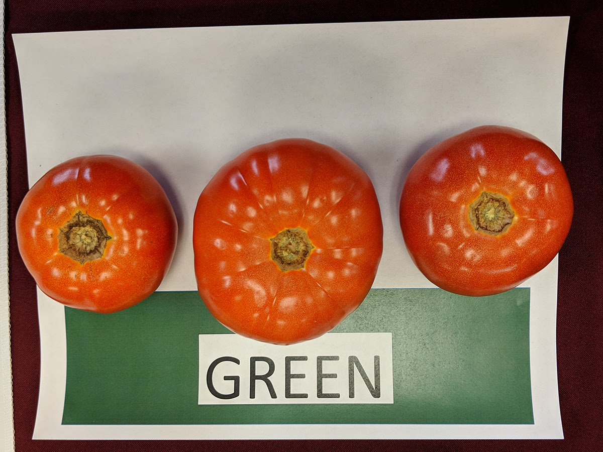 TAMU Red tomatoes in a box