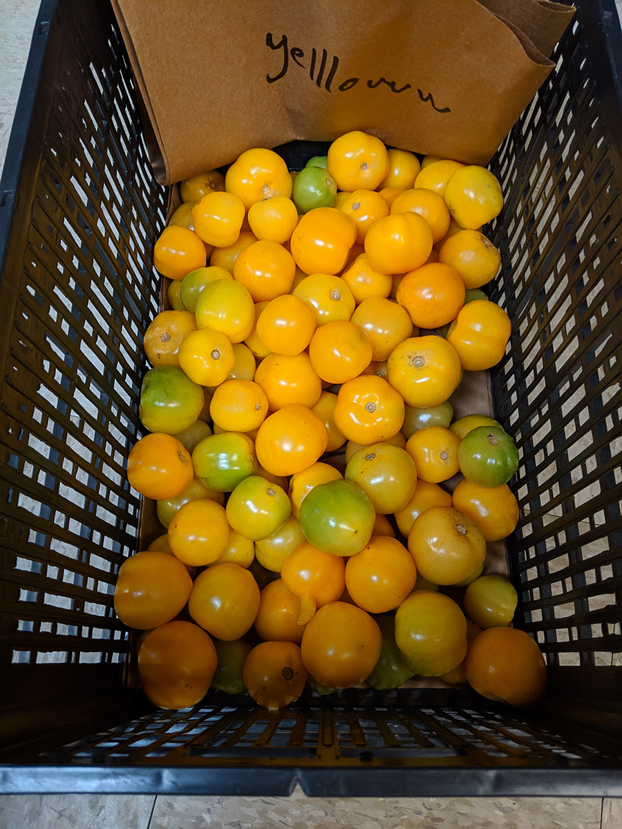TAMU Orange tomatoes in a box. 